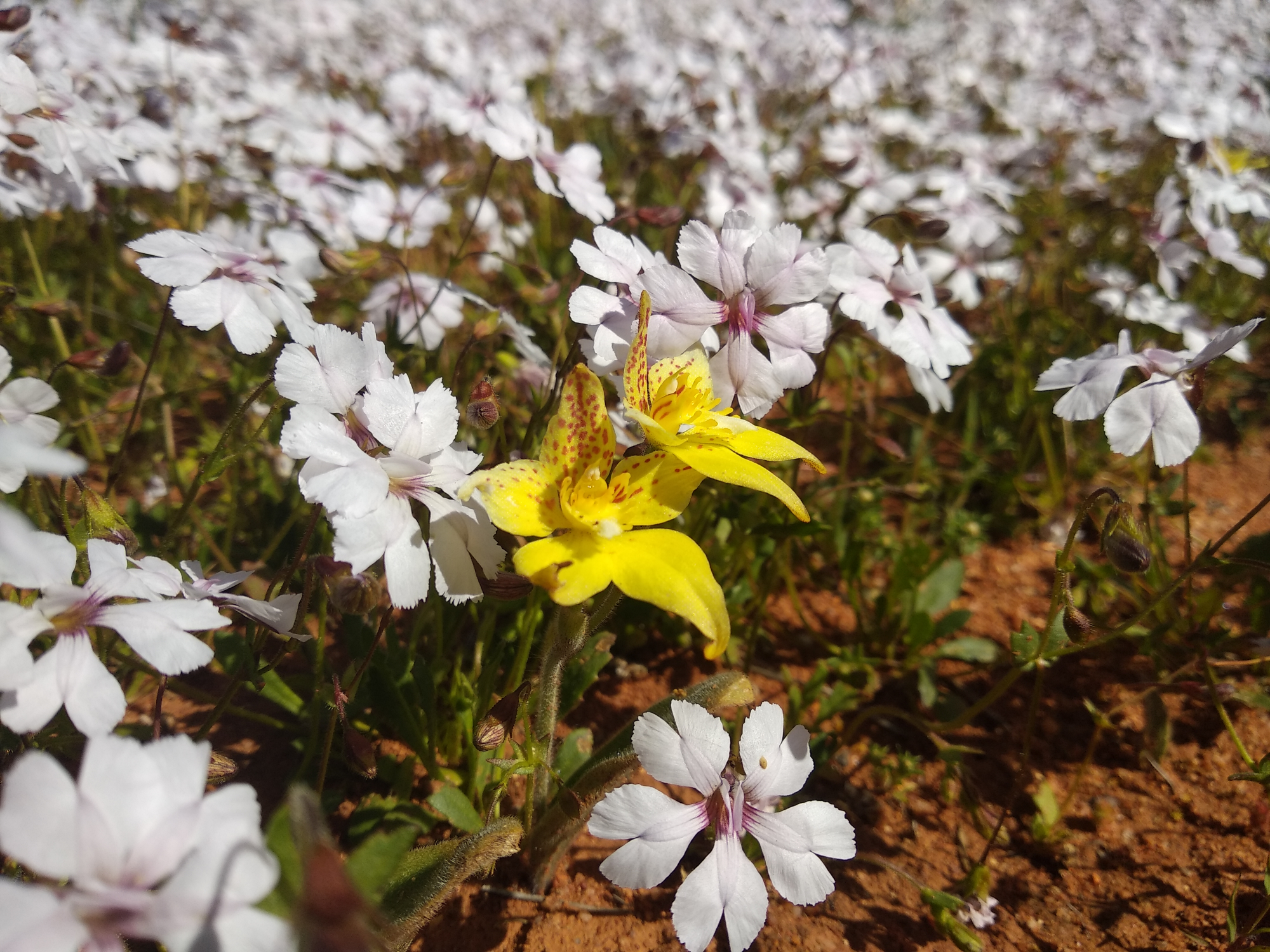 A couple of lone orchids in a sea of Vellia rosea